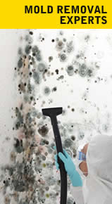 Professional Mold Removal 